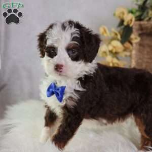 Figo, Mini Bernedoodle Puppy